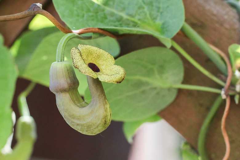 What is Dutchman's Pipe?