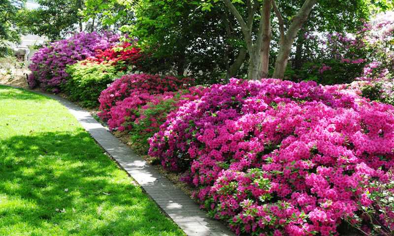 Dwarf Azaleas A Guide to Growing and Caring for Compact Azalea Varieties