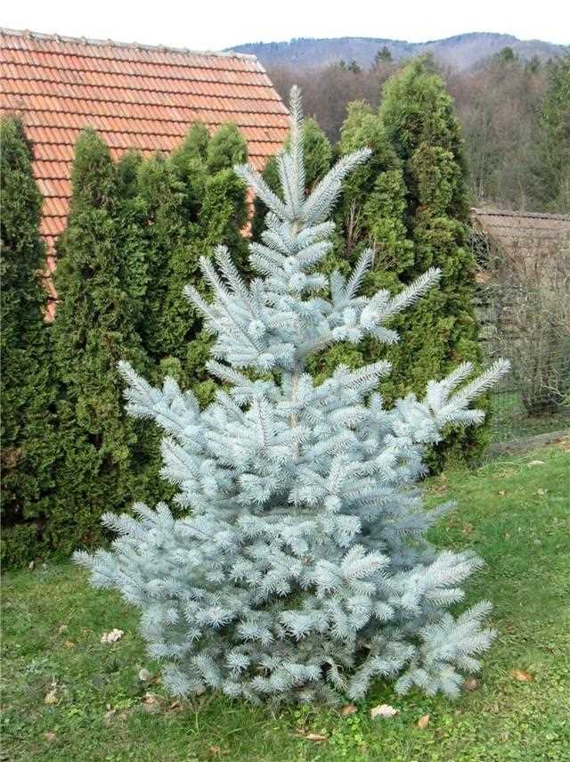 Overview of Dwarf Blue Spruce Trees