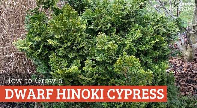 Dwarf Hinoki Cypress: Everything You Need to Know