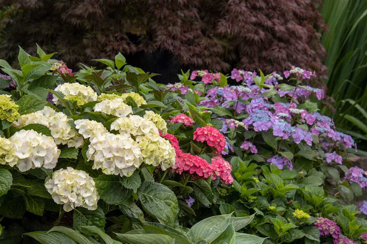 Dwarf Hydrangea A Compact and Beautiful Addition to Your Garden