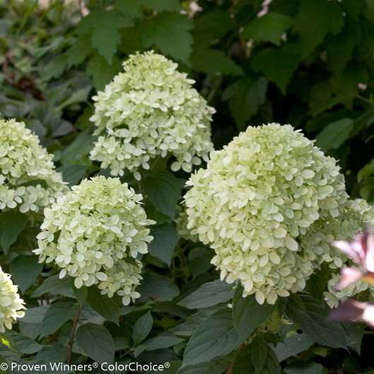 Protecting Dwarf Hydrangea from Pests and Diseases
