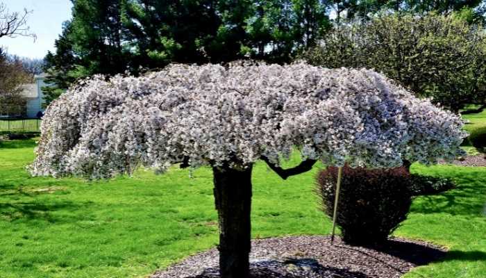 Dwarf Weeping Trees A Guide to Choosing and Caring for Small Ornamental Trees