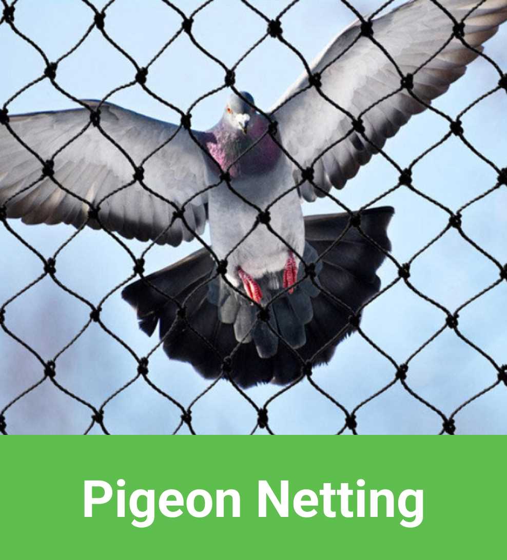 Importance of Pigeon Deterrent Solutions