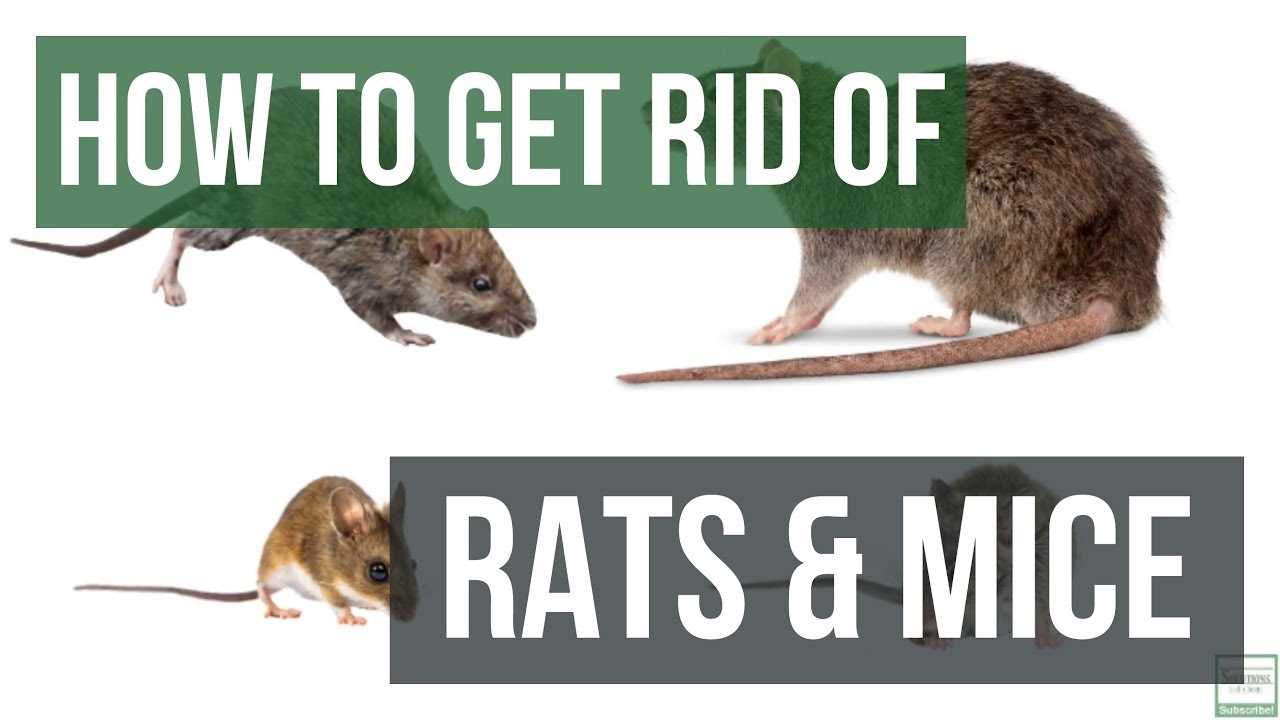 Removing Rats from Walls