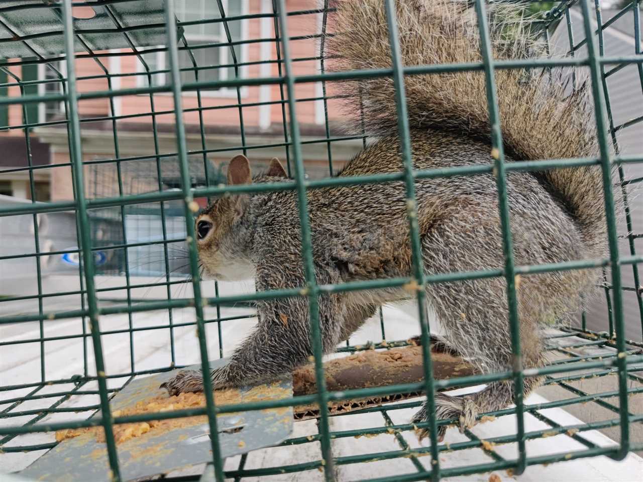 The Need for Effective Squirrel Removal Techniques