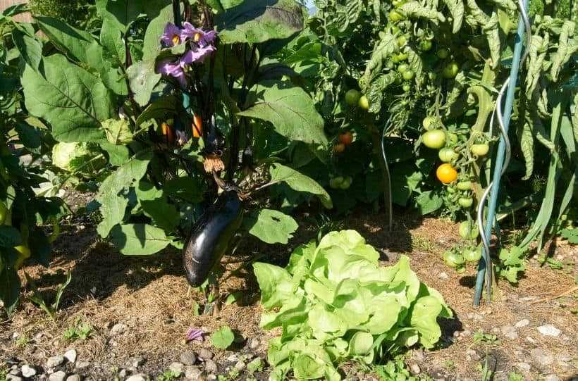Eggplant Companion Plants Maximizing Growth and Yield