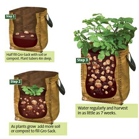 Benefits of Growing Potatoes in Bags