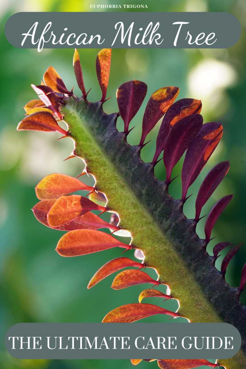 What is Euphorbia Trigona?