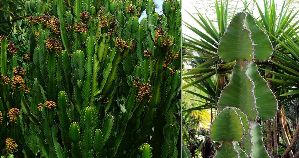 Common Names for Euphorbia Trigona