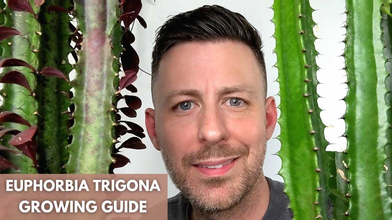 Characteristics of Euphorbia Trigona