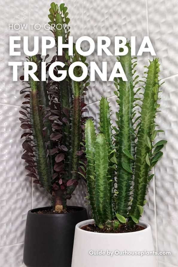 Choosing the Right Location for Euphorbia Trigona