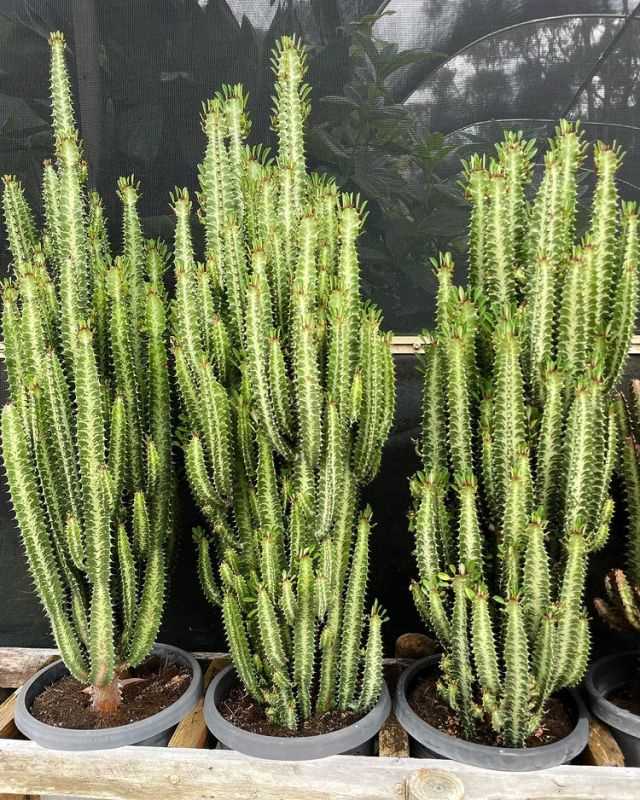 Euphorbia Trigona A Guide to Growing and Caring for Euphorbia Trigona