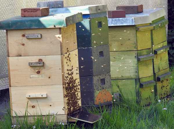Everything You Need to Know About Bee Boxes - A Complete Guide