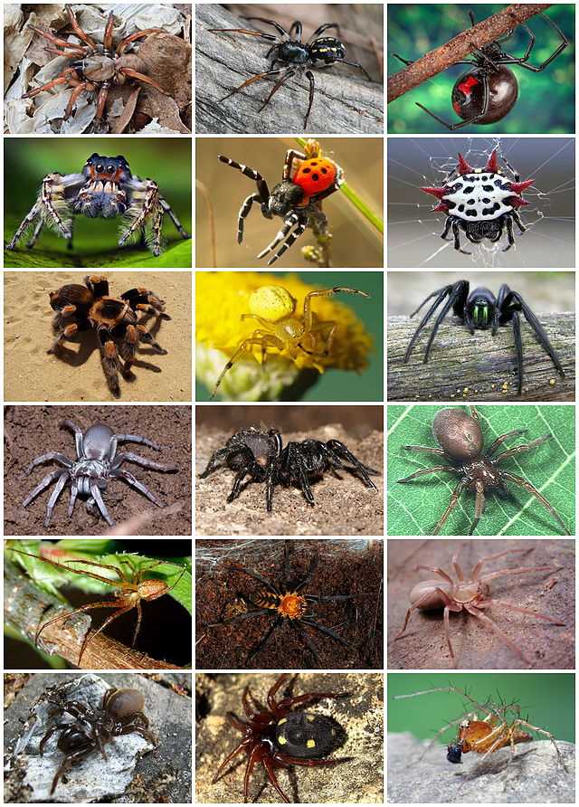Characteristics of Jumping Spiders