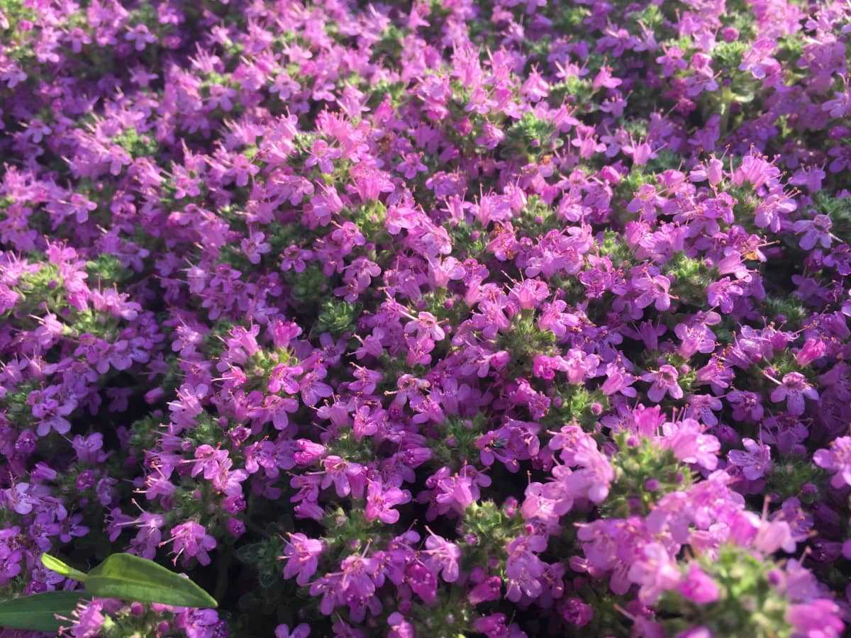 Growing Blue Creeping Thyme