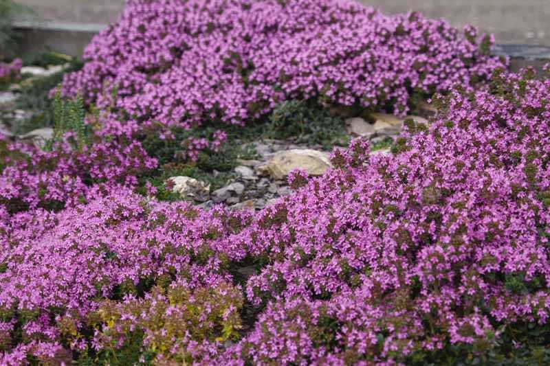 Section 2: Growing Blue Creeping Thyme