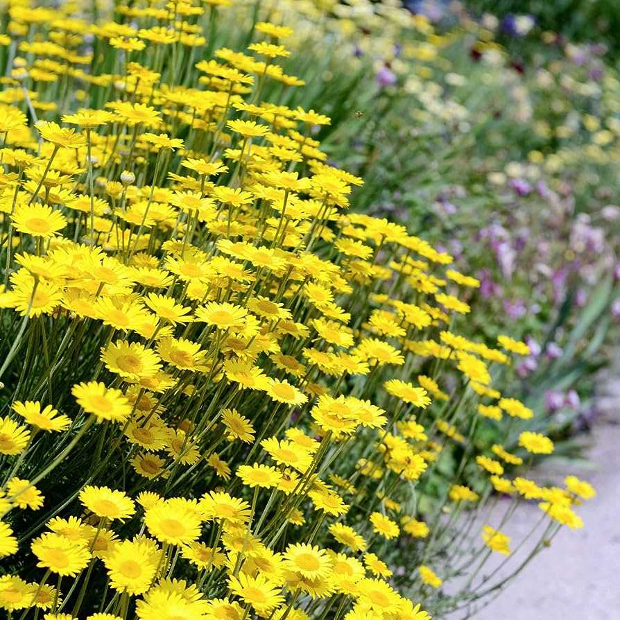 Caring for Yellow Daisies