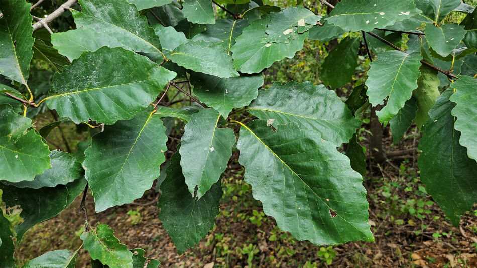 Identifying the Swamp White Oak