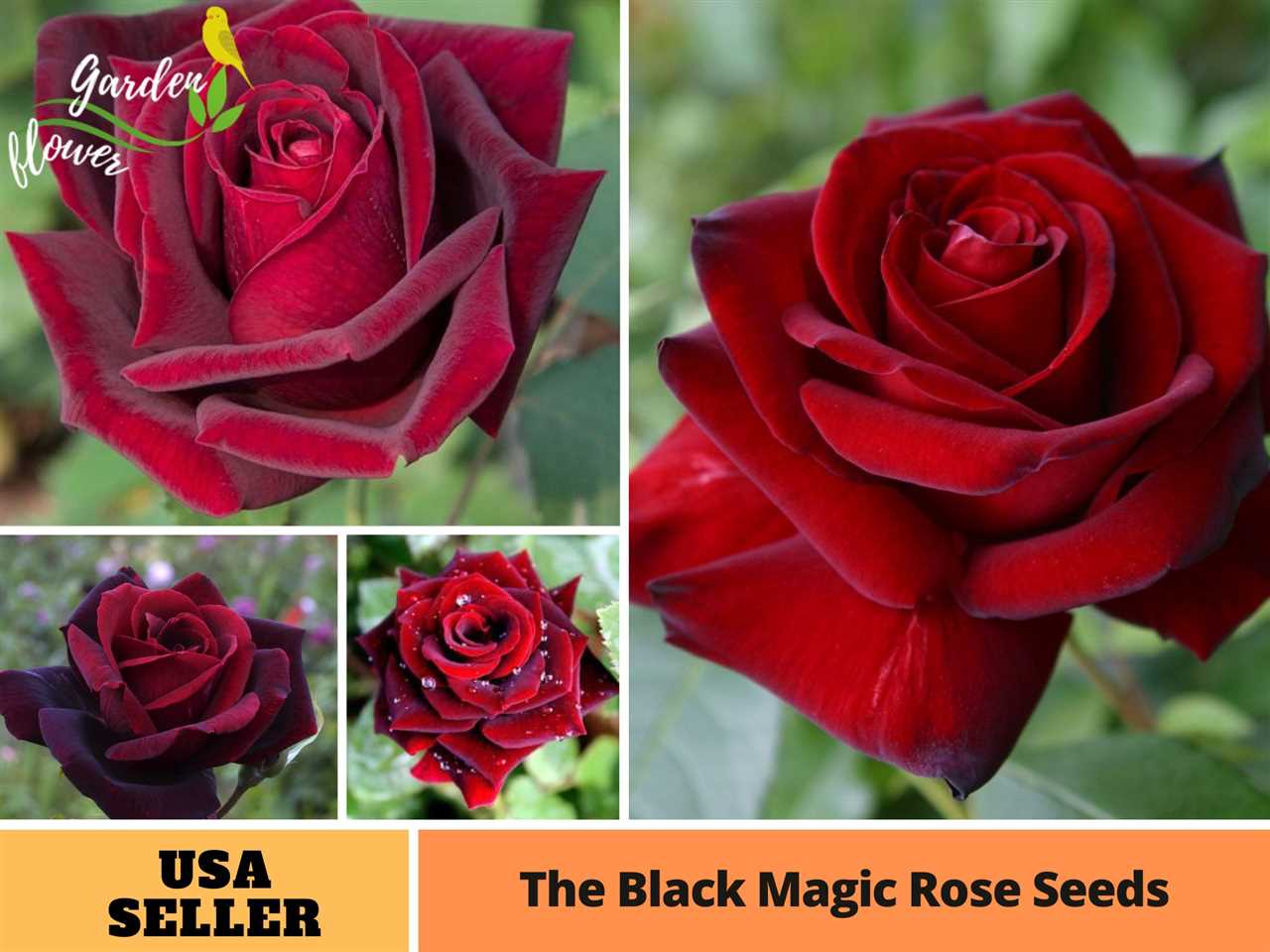 The Scent of Black Magic Roses