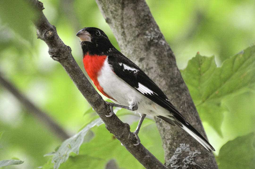 Discover the Beauty of Michigan's Songbirds