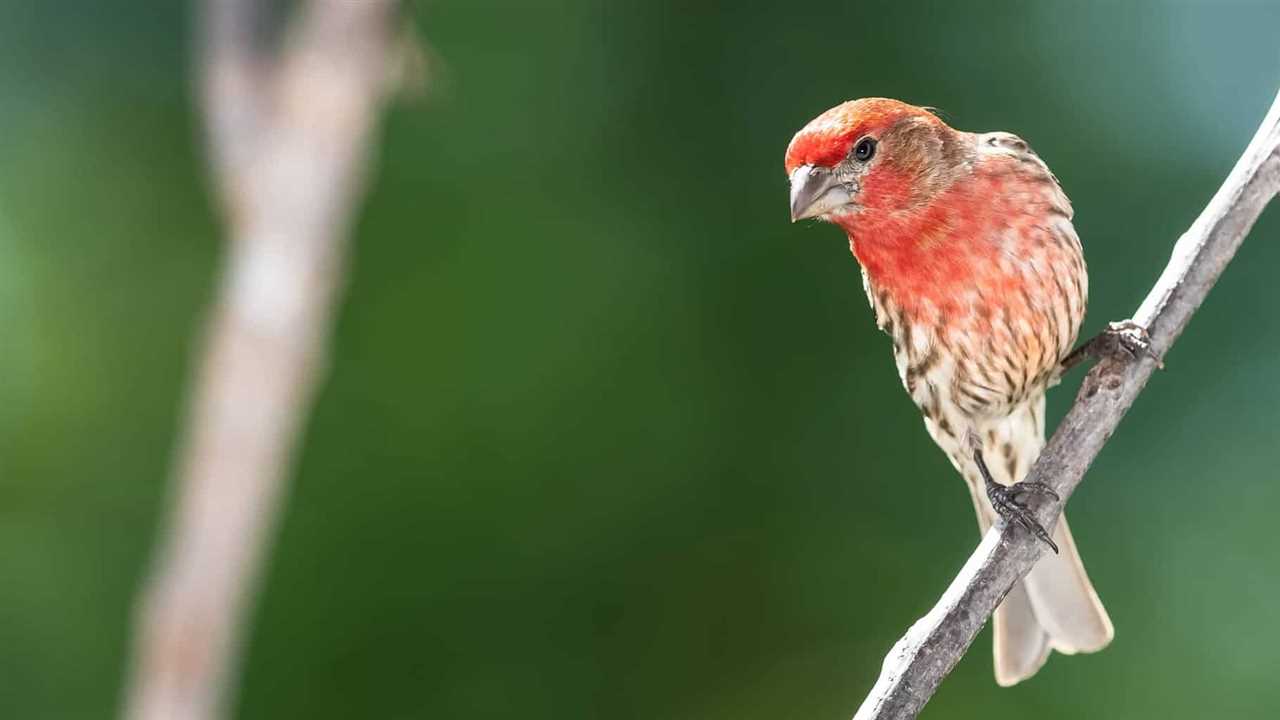 Explore the Diverse Bird Species of Oregon | Oregon Birds Guide