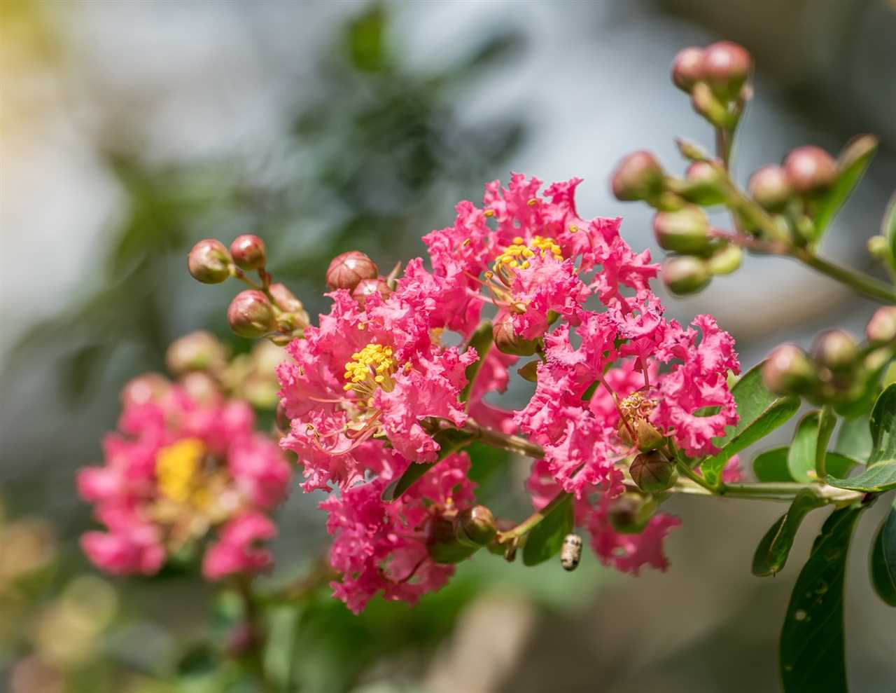 When to Prune Crepe Myrtle