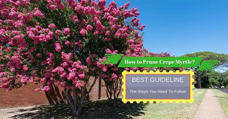How to Prune Crepe Myrtle