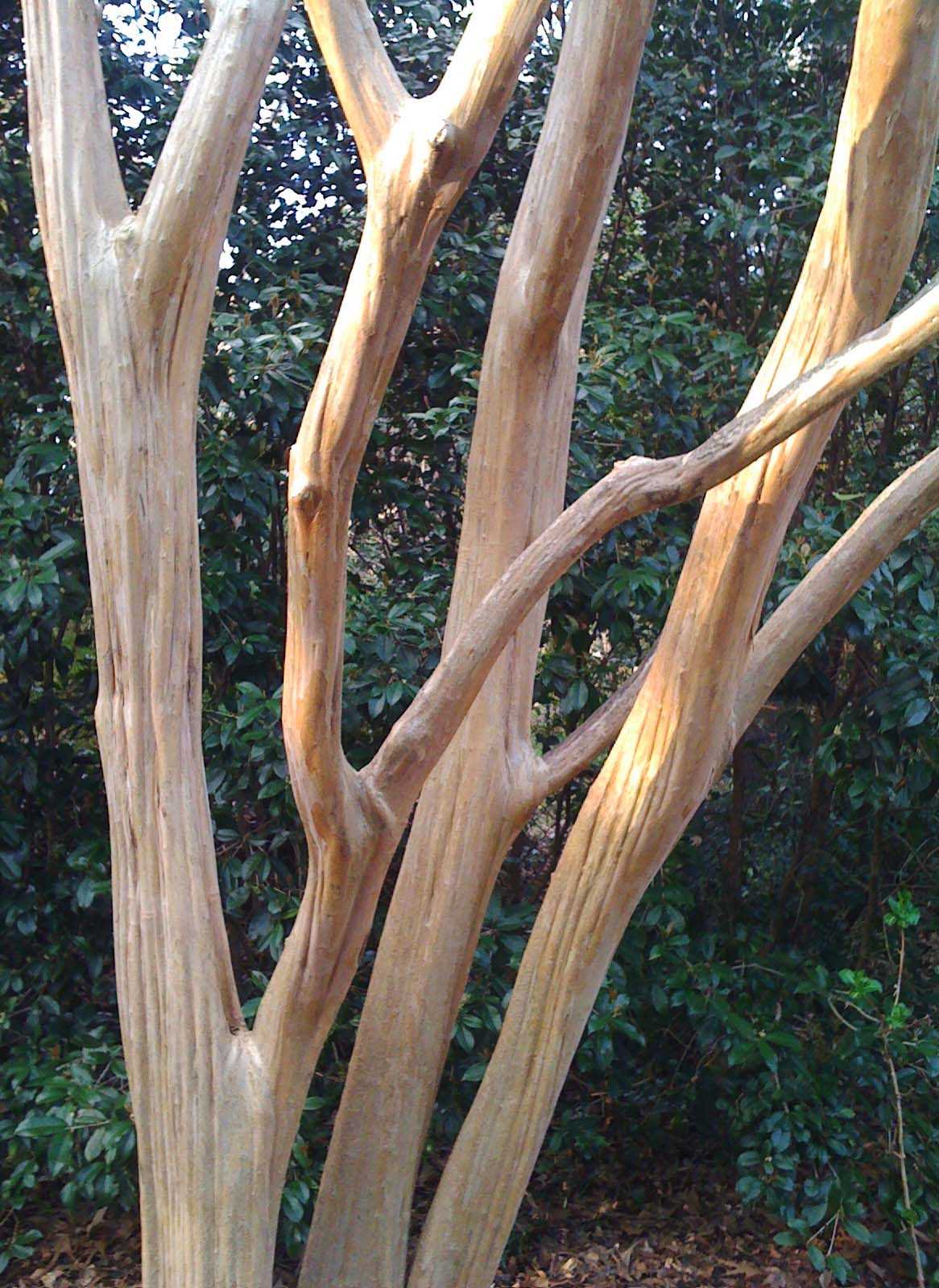 How to Prune Crepe Myrtle A Step-by-Step Guide