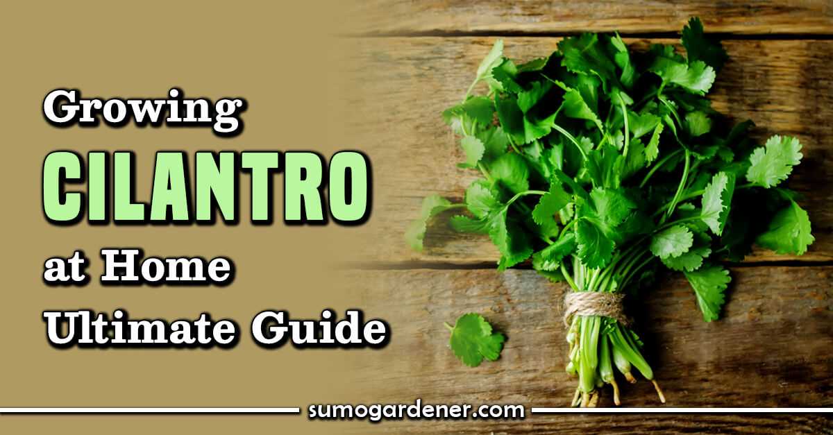 How to Successfully Grow Cilantro Indoors Expert Tips and Techniques