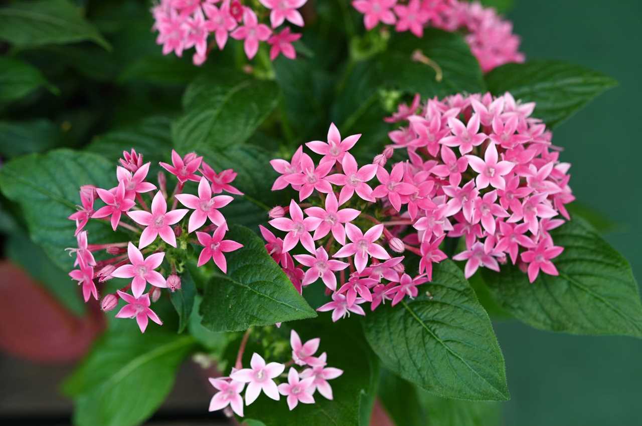 Penta Flower A Guide to Growing and Caring for this Beautiful Plant