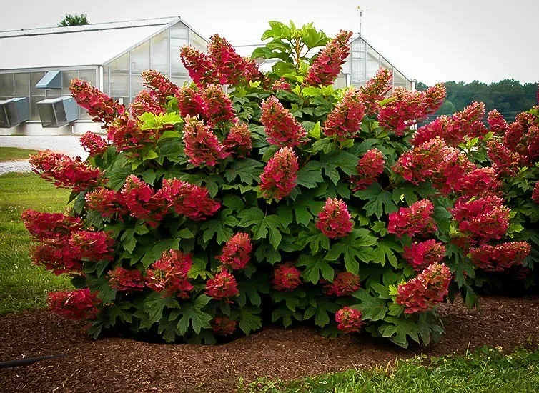 Ruby Slippers Hydrangea A Guide to Growing and Caring for this Stunning Plant