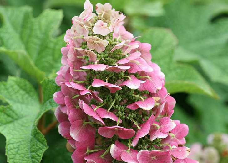 Choosing the Right Location for Your Ruby Slippers Hydrangea