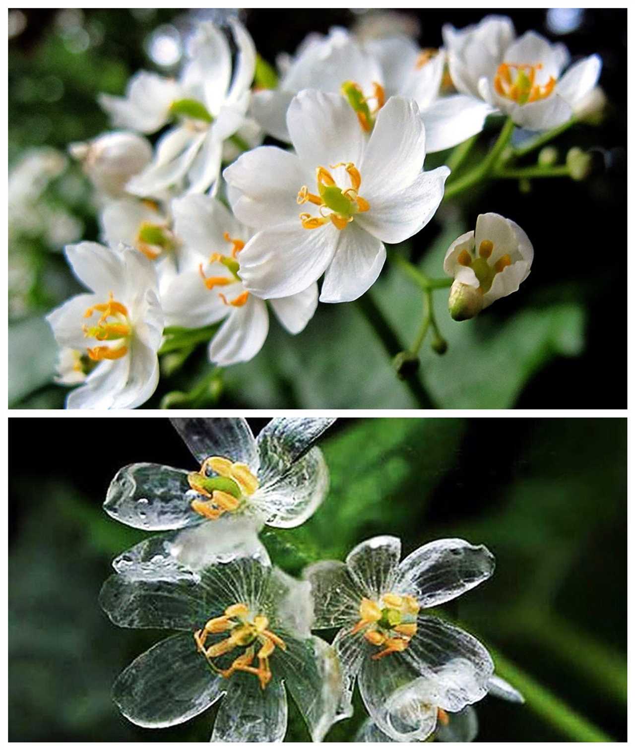 Skeleton Flower A Fascinating Plant with Translucent Petals