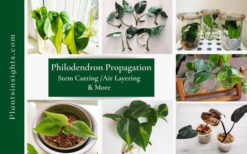 Step-by-Step Guide How to Propagate Philodendron Plants