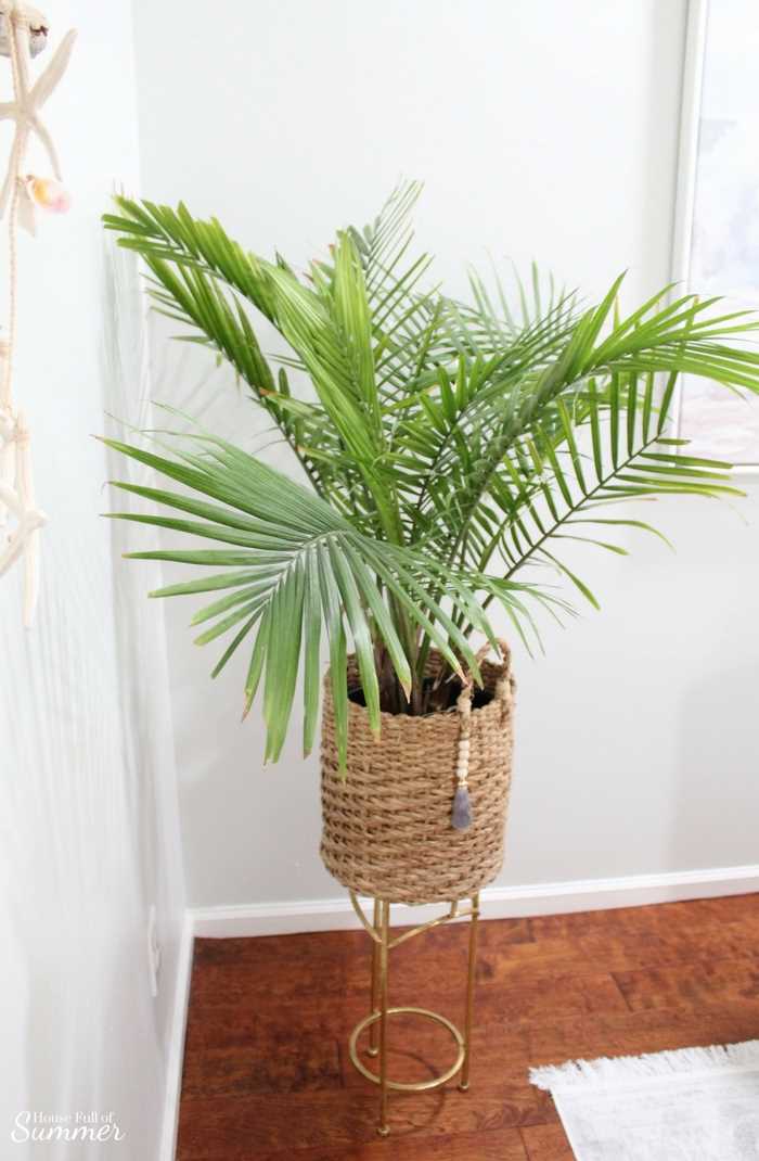 Tips for Majesty Palm Care How to Keep Your Plant Healthy
