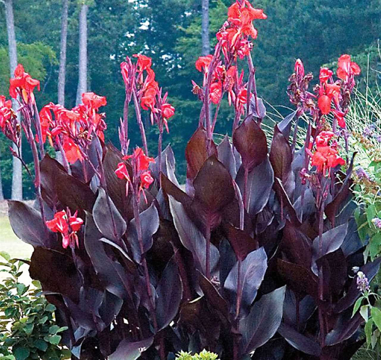 Tropi Canna Discover the Benefits of this Tropical Plant
