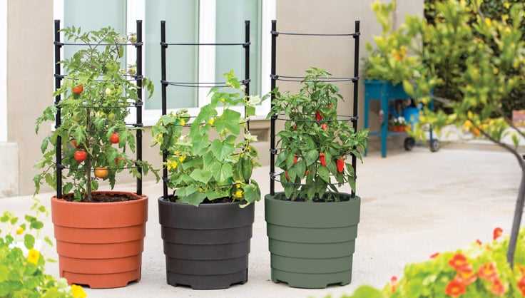 Apartment Gardening How to Grow Plants in Small Spaces