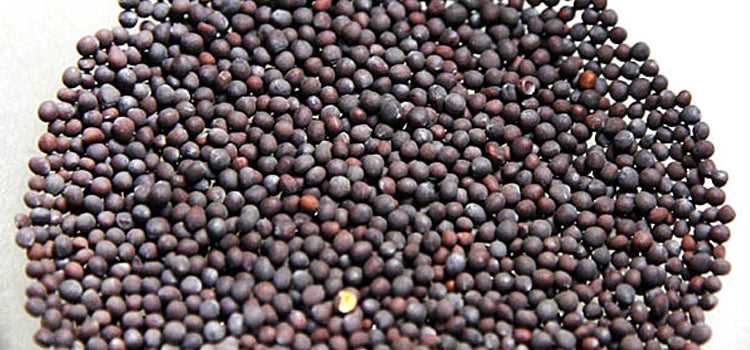 Black Mustard Seed Benefits Uses and Culinary Applications