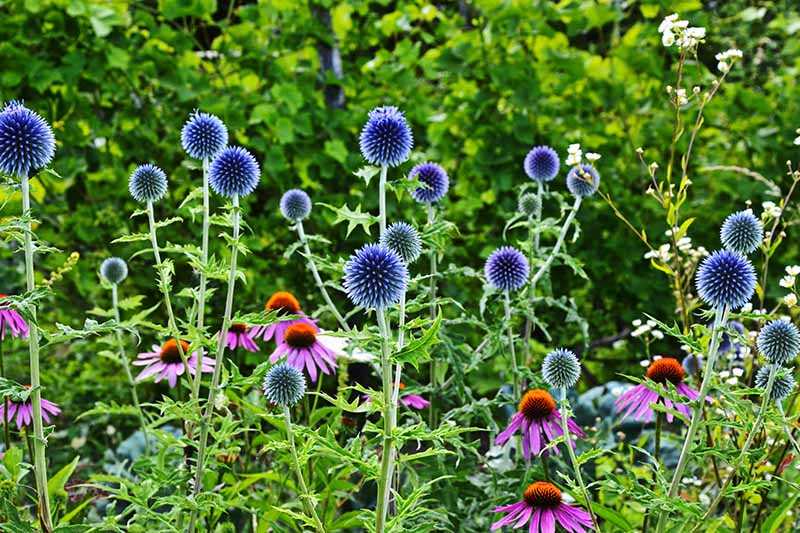 Discover the Beauty of Blue Thistle A Guide to this Stunning Flower