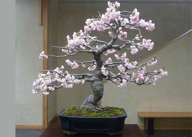 Discover the Beauty of Bonsai Cherry Blossom A Guide to Growing and Caring for These Exquisite Trees