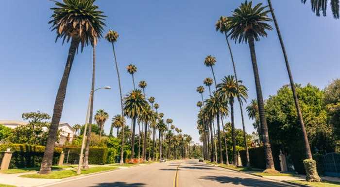 Discover the Beauty of California Palm Trees A Guide to the Iconic Trees of California