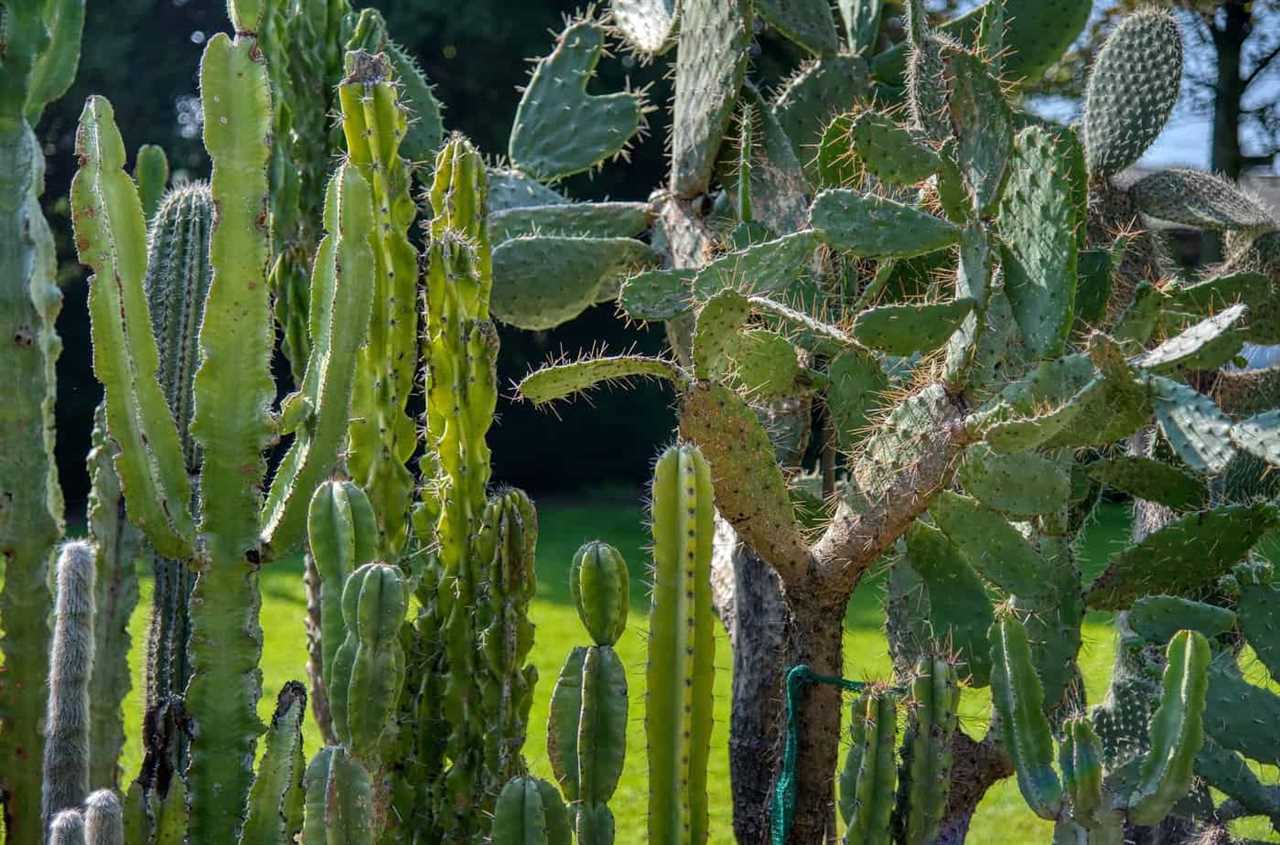 Discover the Beauty of Green Cactus A Guide to Growing and Caring for Green Cacti