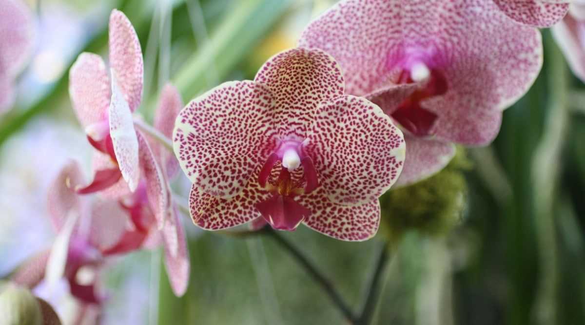 Discover the Beauty of Orchid Color A Guide to Orchid Color Variations and Symbolism