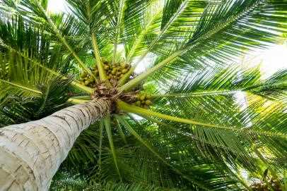 Discover the Beauty of Palm Fronds A Guide to Palm Frond Types and Uses
