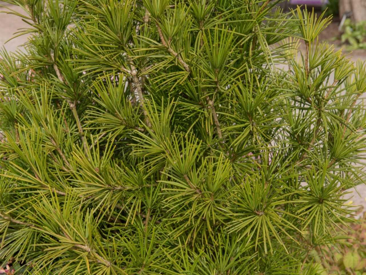 Discover the Beauty of the Japanese Umbrella Pine - A Unique and Elegant Addition to Your Garden