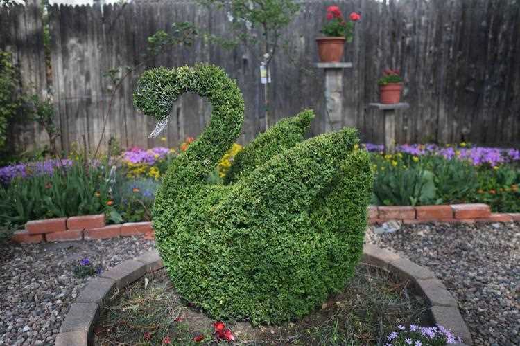 Discover the Beauty of Topiary Plants A Guide to Creating Stunning Living Sculptures