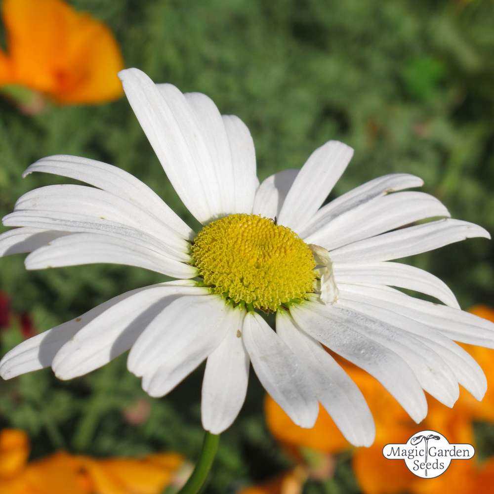 Discover the Beauty of Wild Daisy A Guide to This Charming Flower