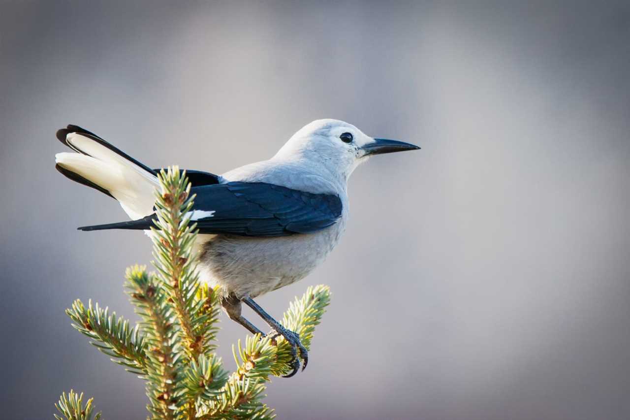 Discover the Diverse and Beautiful Birds of Utah