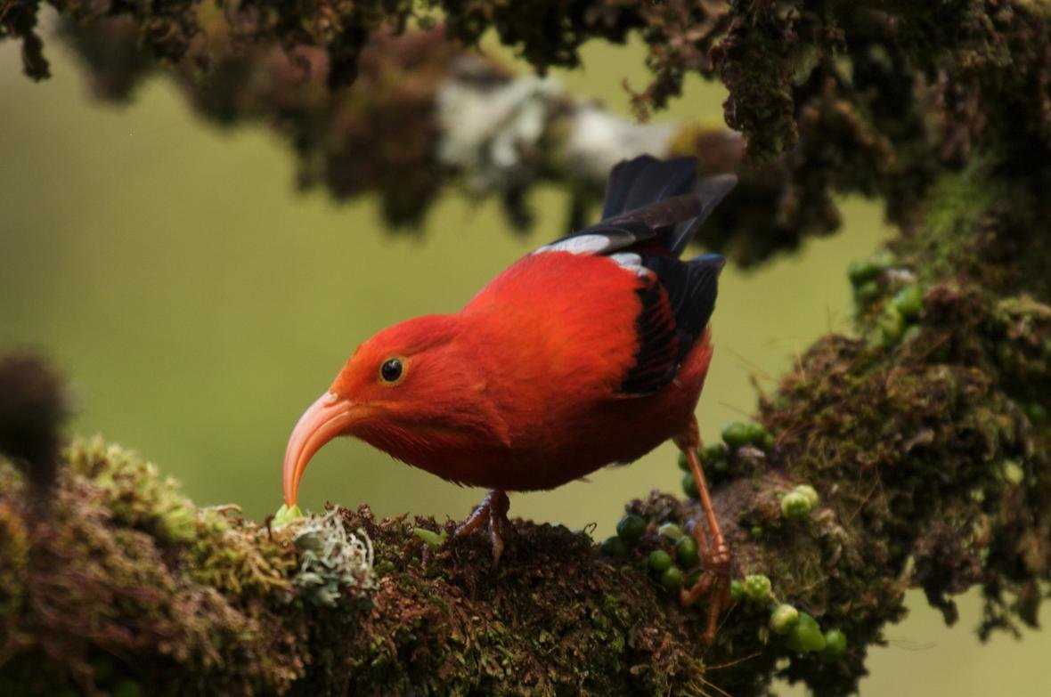 Discover the Fascinating World of Hawaiian Birds Species Conservation and More